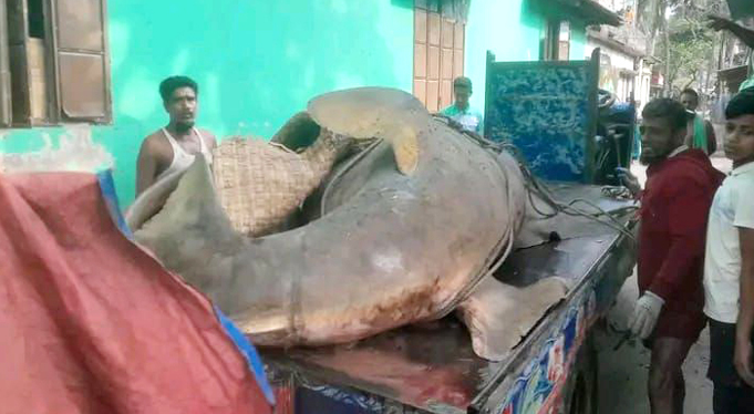 কাঠালিয়ায় ২৫ মণ ওজনের ‘করাতি’ মাছ, আড়াই লাখ টাকায় বিক্রি